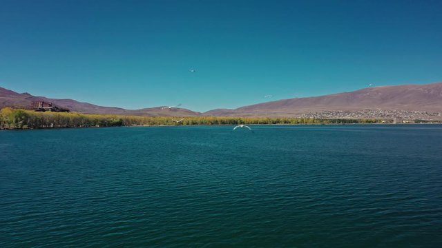 Aerial drone shot of Lake Sevan and seagulls flying on background of Mount Ararat. Aerial drone zoom out shot of Lake Sevan under bright blue sky