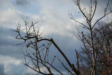 branches in front of a cloudy blue sky