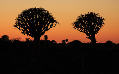 Silhouette of a quiver trees ,Aloe dichotoma, at orange sunset with carved branches on against the...