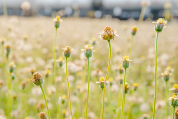 grass flower beside near road