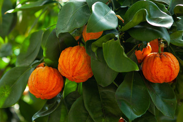 Orange corrugated tree with fruit, citrus aurantium corrugato