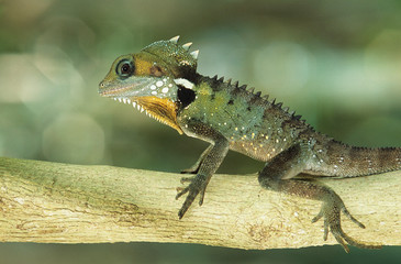 Lizard on branch