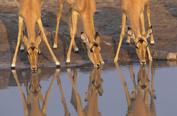 Three Gazelle drinking at waterhole
