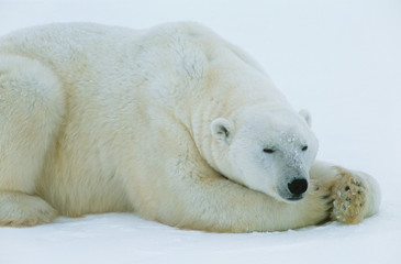 Obraz na płótnie Canvas Polar Bear lying in snow Yukon