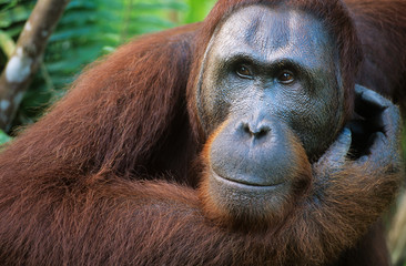 Orangutan scratching face close-up