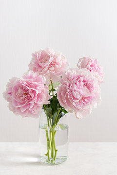 Fresh bunch of pink peonies on white background. Card, poster concept, close up
