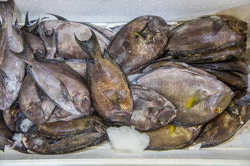 Ocean fresh Fish In White Box