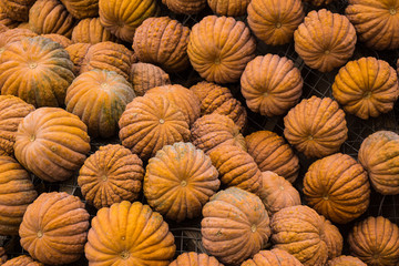 Halloween pile of orange pumpkin