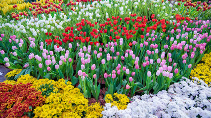 Fototapeta premium field of colorful tulips