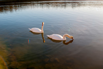 white swans on an autumn lake on a sunny day