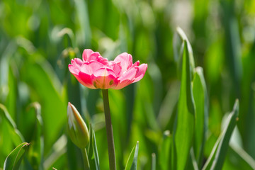Lone bloomed pink tulip