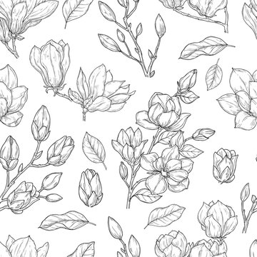 Magnolia pattern. Sketch flower ornate seamless texture. Vintage floral print drawing with botanical elements. Plants vector background. Magnolia floral spring decoration pattern illustration