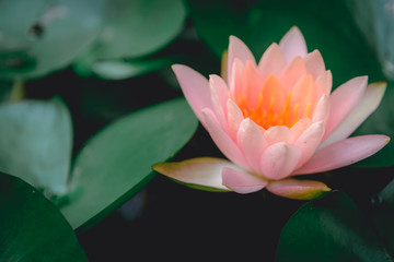 Lotus flower in pond nature concept background