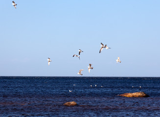 Fototapeta na wymiar Seagulls flying over the Baltic Sea