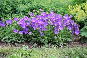 Delicate lilac small flowers in a flowerbed on a summer sunny day
