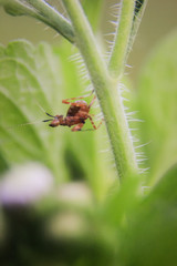 photo of praying mantis on a leaf