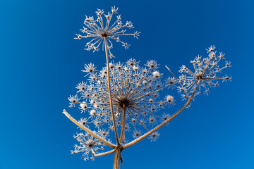 Cow-parsnip covered with frost against a blue sky