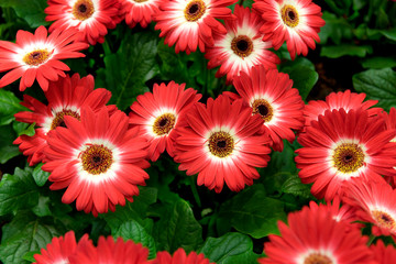 Gerbera im Garten