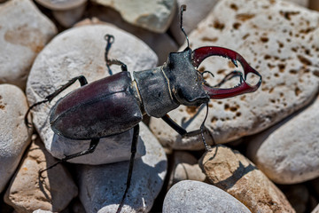 Stag beetle on stones and ground