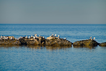 I gabbiani al mare in inverno