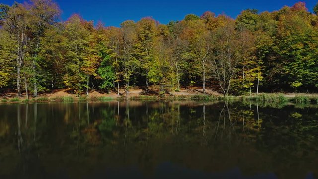 Aerial drone zoom out of autumn forest trees near Gosh Lake in Armenia under bright blue sky. Colourful forest and water of Lake Sevan in armenian mountains in sunny day
