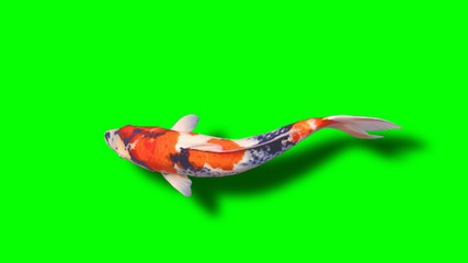 Goldfish, koi fish on a green background.