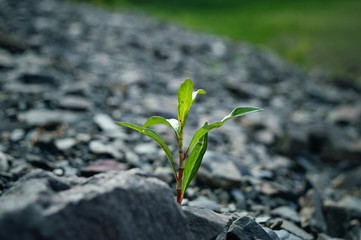 Plant growing in stones
