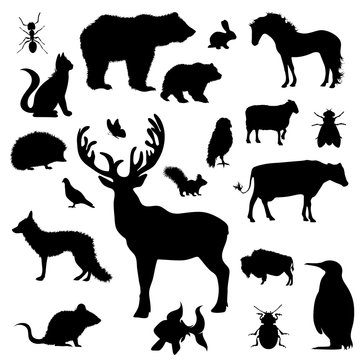 Vector silhouette of collection of wild animal on a white background. Symbol of creatures of forest.