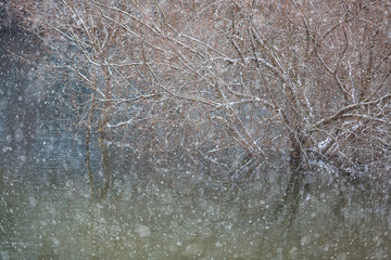 水没した落葉樹と雪景色
