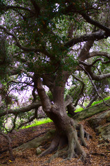 golden medieval tree 
