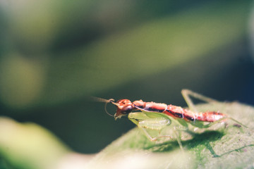 photo of praying mantis on a leaf