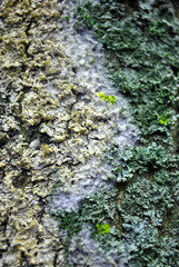 Green moss on tree bark with snow, soft blurry natural organic background