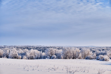 Winter landscape. Snow-covered field and forest covered with hoarfrost on a background of hills. Western Siberia. Russia.