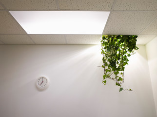 Plant Hanging from Ceiling in Abandoned Office