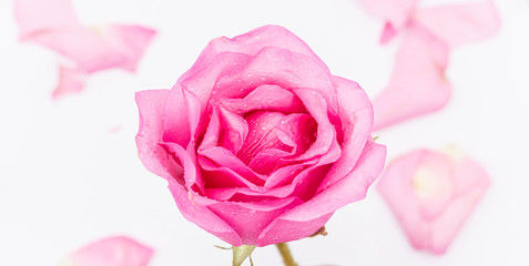 Pink Rose flower with water drops on white background