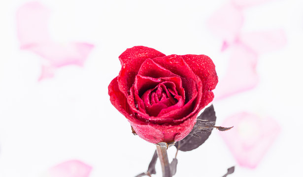 รูปภาพRoes-Flower – เลือกดูภาพถ่ายสต็อก เวกเตอร์ และวิดีโอ241 | Adobe Stock