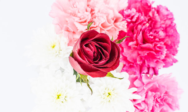 Rose flower with water drops on white background