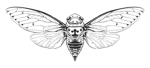 Vector Engraving Insect