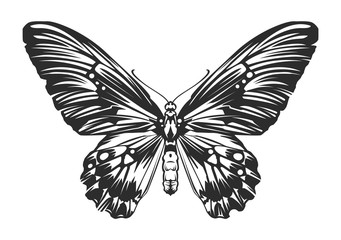 Vector Engraving Insect