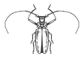 Vector Engraving Insect