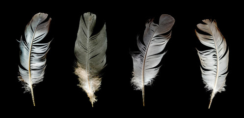gray feather of a bird on a black background