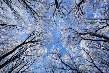 Beautiful frozen trees in winter. Hoarfrost on trees. 