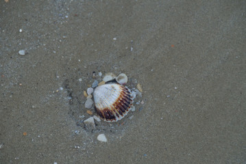 Conchiglie e sassi sulla sabbia