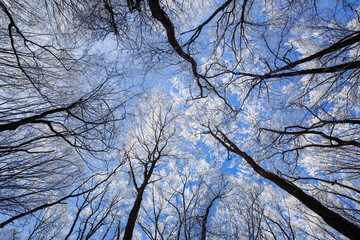 Beautiful frozen trees in winter. Hoarfrost on trees. 