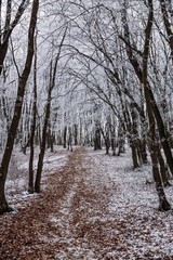 Beautiful frozen trees in winter. Hoarfrost on trees. 