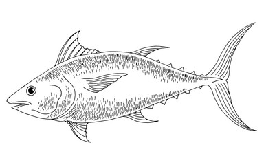 Tuna fish graphic black white isolated illustration vector