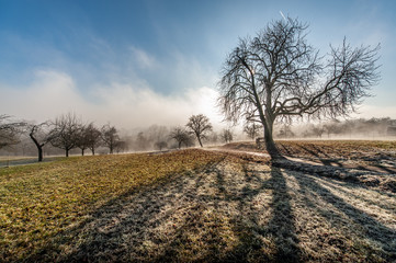 Entlaubter Kastanienbaum im gegenlicht mit Schatten