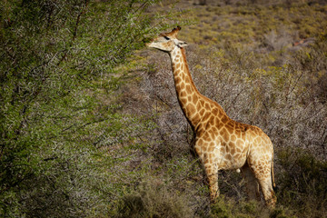 South African giraffe or Cape giraffe (Giraffa camelopardalis giraffa) browsing (feeding). Karoo,...