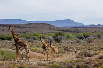 South African giraffe or Cape giraffe (Giraffa camelopardalis giraffa). Karoo, Western Cape, South Africa.