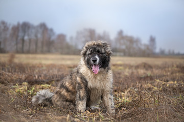 Caucasian shepherd puppy in spring in the meadow